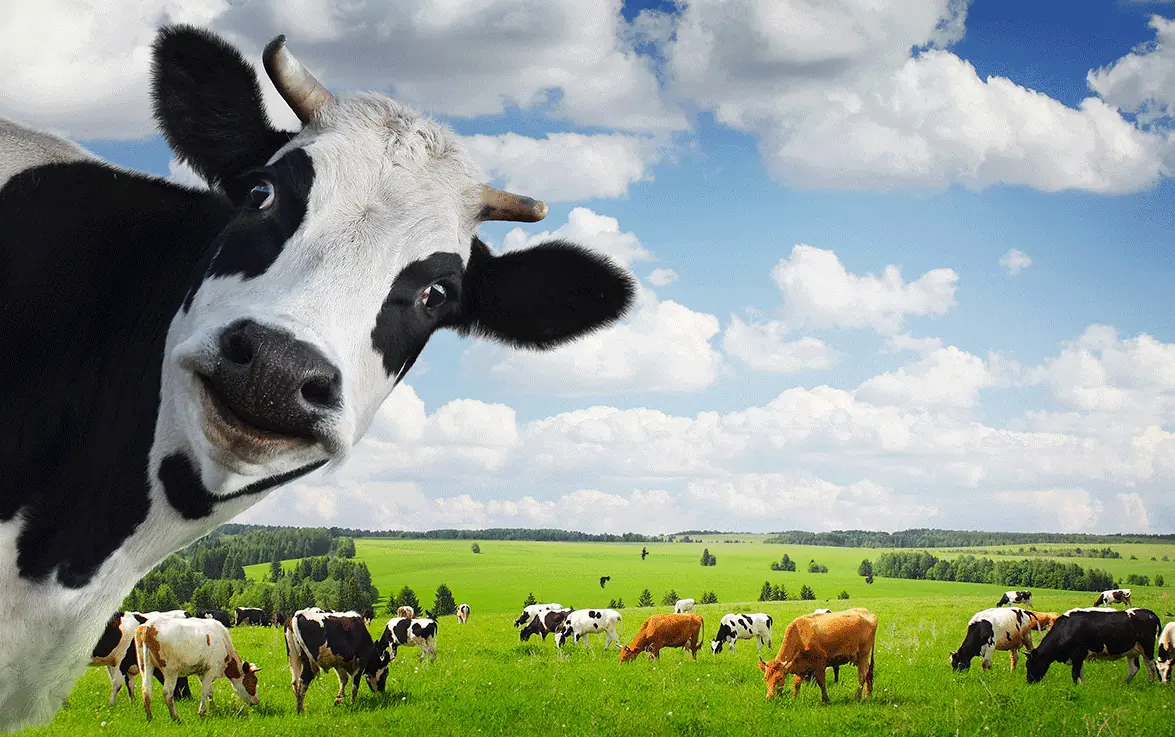 Cows Milk Production and Terahertz