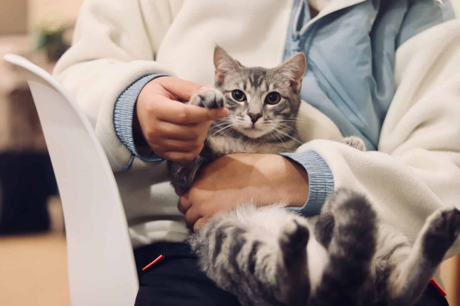 Person holding silver tabby cat