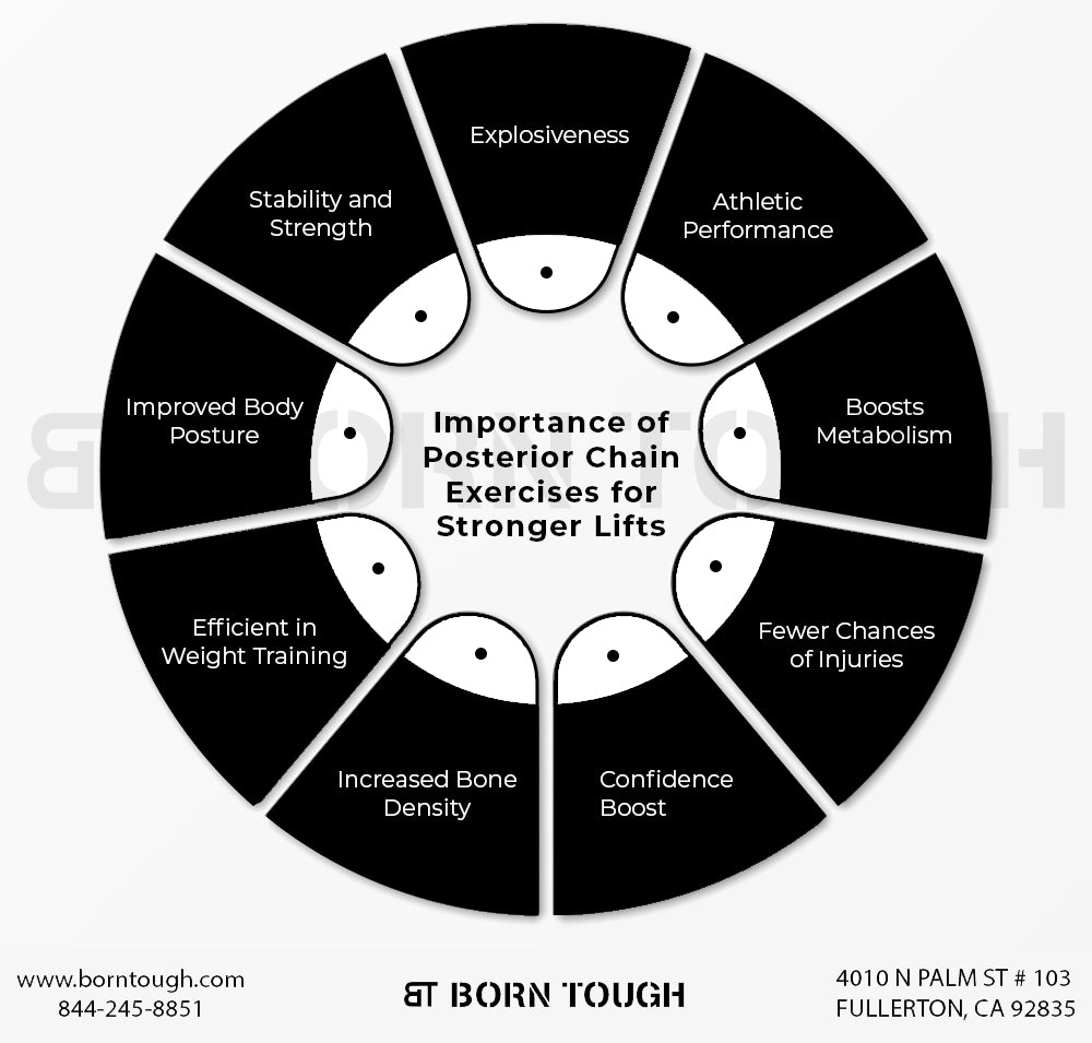 Importance of  posterior chain exercises