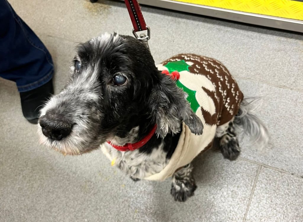 Alfie winter coat 1024x750 1 | winter warmers | with the recent drop in temperature, we’ve seen a real variety of doggy coats and jumpers on pet visits to the vets. Here is 12 year old cocker spaniel alfie sporting a fabulous christmas pudding jumper. We love the christmas theme! And 6 month old french bulldog lola is looking lovely and cosy in her fleecy lined winter jacket. | wellcare world |