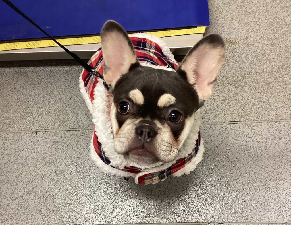 Lola french bulldog winter coat 1024x791 1 | winter warmers | with the recent drop in temperature, we’ve seen a real variety of doggy coats and jumpers on pet visits to the vets. Here is 12 year old cocker spaniel alfie sporting a fabulous christmas pudding jumper. We love the christmas theme! And 6 month old french bulldog lola is looking lovely and cosy in her fleecy lined winter jacket. | wellcare world |