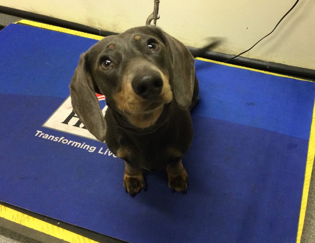 D dog 2 1024x791 1 | dachshund puppy day! | meet three beautiful dachshund pups that have been in to see us this morning! The top photo is of 12 week old frank who got very excited about seeing another friend in the waiting room and went over to say hi! Dobby is frankie’s senior by 9 months. This is what you will look like frank when you get a little bit bigger! And the second photo is of 9 month old jasmine sitting beautifully on the scales at her weigh and worm appointment. Three happy pups! | wellcare world |