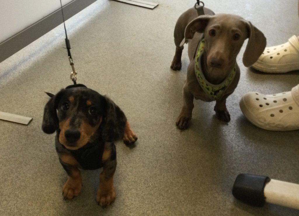 D dog 1024x738 1 | dachshund puppy day! | meet three beautiful dachshund pups that have been in to see us this morning! The top photo is of 12 week old frank who got very excited about seeing another friend in the waiting room and went over to say hi! Dobby is frankie’s senior by 9 months. This is what you will look like frank when you get a little bit bigger! And the second photo is of 9 month old jasmine sitting beautifully on the scales at her weigh and worm appointment. Three happy pups! | wellcare world |