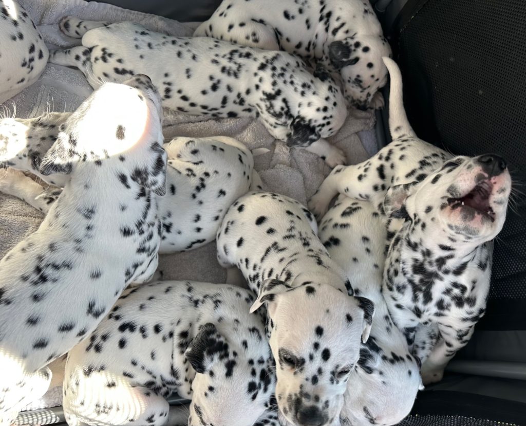 Dalmatians 1024x829 1 | 101 dalmatians! | these 11 beautiful babies have been in this morning for a worming appointment – that’s 101 dalmatians without the zero in the middle! The five girls and six boys were super chatty and got lots of attention as they waited on the front carpark. Well done mum lily on delivering so many adorable, happy, healthy pups! | wellcare world |