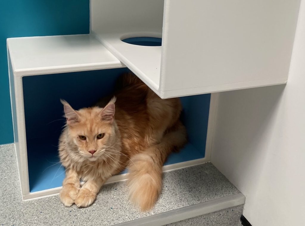 Fb arlo 1024x760 1 | don’t forget! | a big thank you to beautiful maine coon arlo – relaxing here in our west midlands cat clinic -for helping us to flag up a reminder about the deadline for cats in england to be microchipped. By 10th june – next week – cats over 20 weeks old must be microchipped and their details registered on a database or their owners could face a hefty fine. | wellcare world |