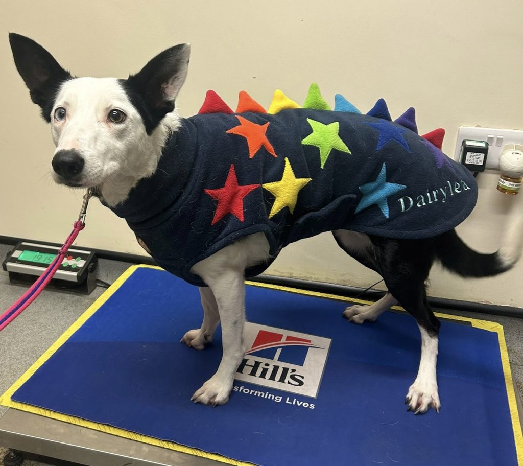 89a4423e c9ab 4394 a575 5328c1ee1eeb 1024x912 1 | All set for cold weather! | This is fabulous Dairylea who came in to see us in what must be one of the most striking doggy coats we’ve seen this winter! We love it! As temperatures are starting to feel much more wintery, many dogs will benefit from an extra layer while they are out and about, especially if they are short-coated breeds like whippets, or if your dog is more senior in age as cold weather can exacerbate any joint pain. | Wellcare World | pet