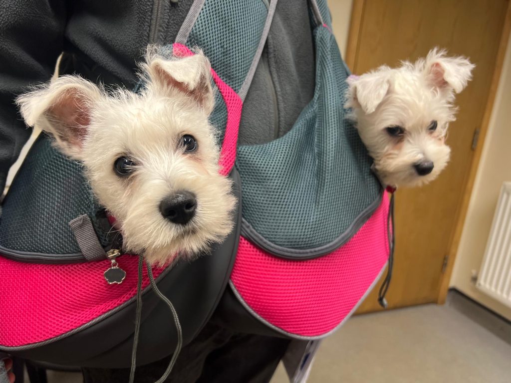 Puppies white 1024x768 1 | Bags of love! | These two adorable pups came in to see Hamish this week and arrived just like this! Bags of love – literally! Schnauzer cross westie pups Maple and Juniper were in for their vaccinations and a vet health check and needless to say, lots of cuddles. What a great way to travel and super cute! | Wellcare World | Love