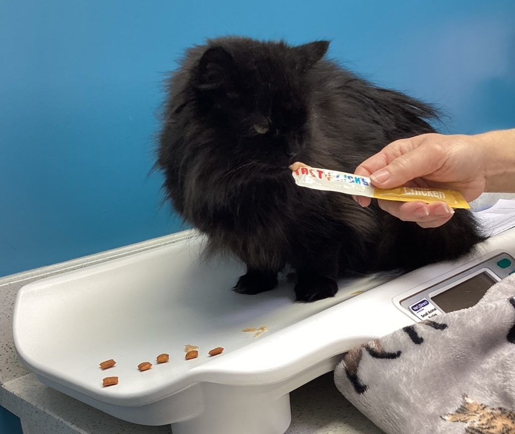 Willow 1024x863 1 | Championing senior cats! | Is your senior cat living their best life? We’re now offering special senior cat health and wellness clinics at our interconnecting West Midlands Cat Clinic to help your feline friend make the most of their nine lives!  | Wellcare World | diabetes