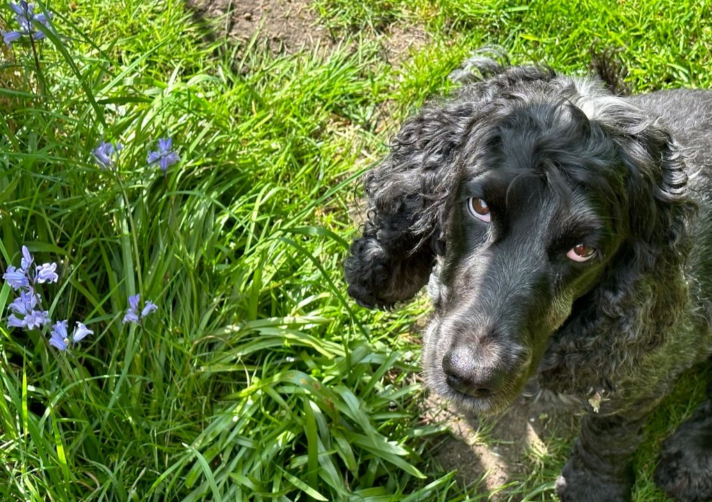 Bank Hol May 1 1024x722 1 | Happy Early May Bank Holiday! | It looking like it’s going to be a lovely bank holiday weekend! We’re open our normal Saturday hours today, but will be closed on bank holiday Monday. Incase of a pet emergency at this time, please continue to call us on 01922 411755 and follow the answer machine instructions. | Wellcare World | cat