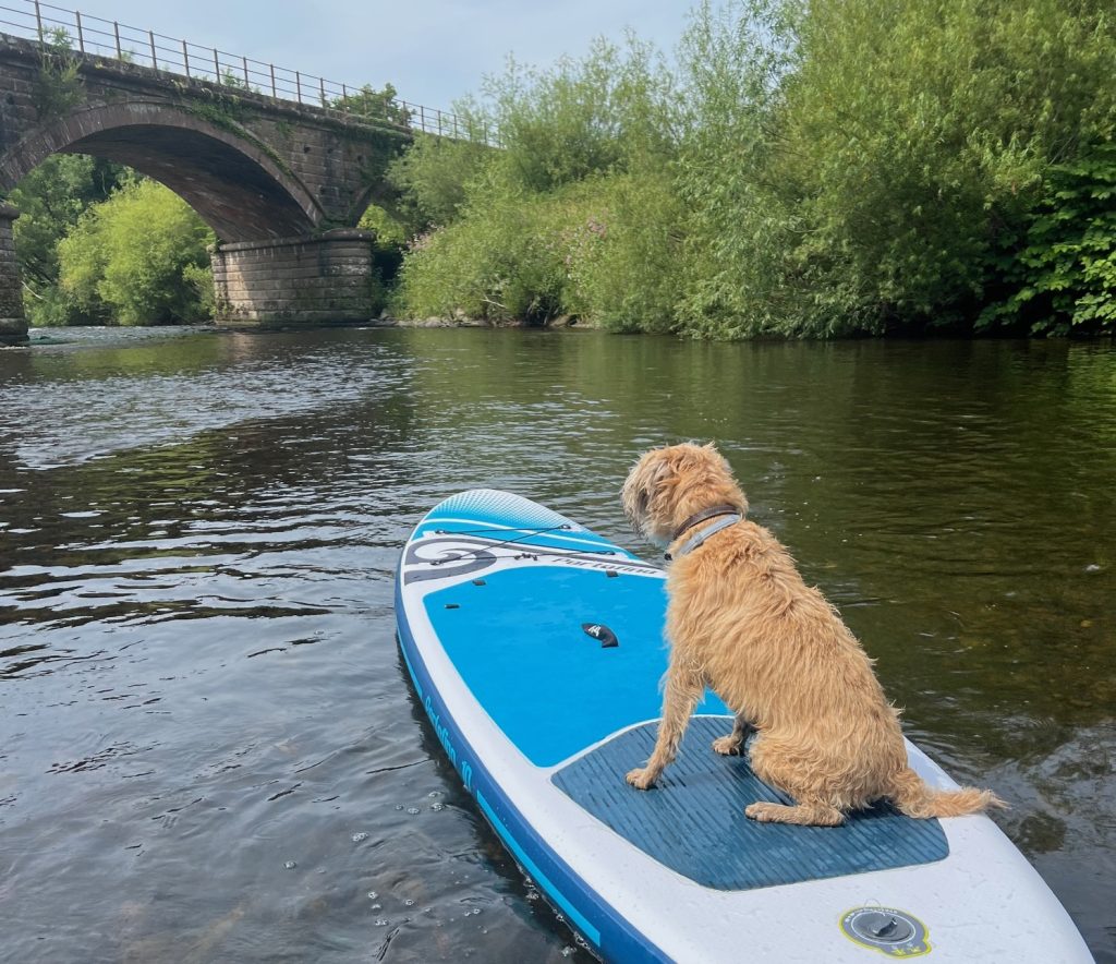 It’s warmer than you think . . . | cat | Wellcare World Stovies on a surfboard 1024x884 1 | It’s warmer than you think . . . | With the 10-day forecast showing lovely sunshine ahead, it’s a great opportunity for you and your pets to enjoy the great outdoors! Do, however, bear in mind that our furry friends may need a bit of extra consideration at this time to ensure they stay happy and healthy in this late-Spring warmth. | Wellcare World | cat