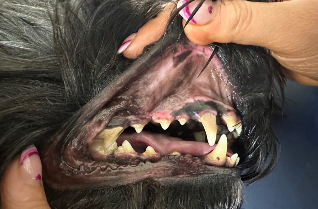 Raising dental health awareness