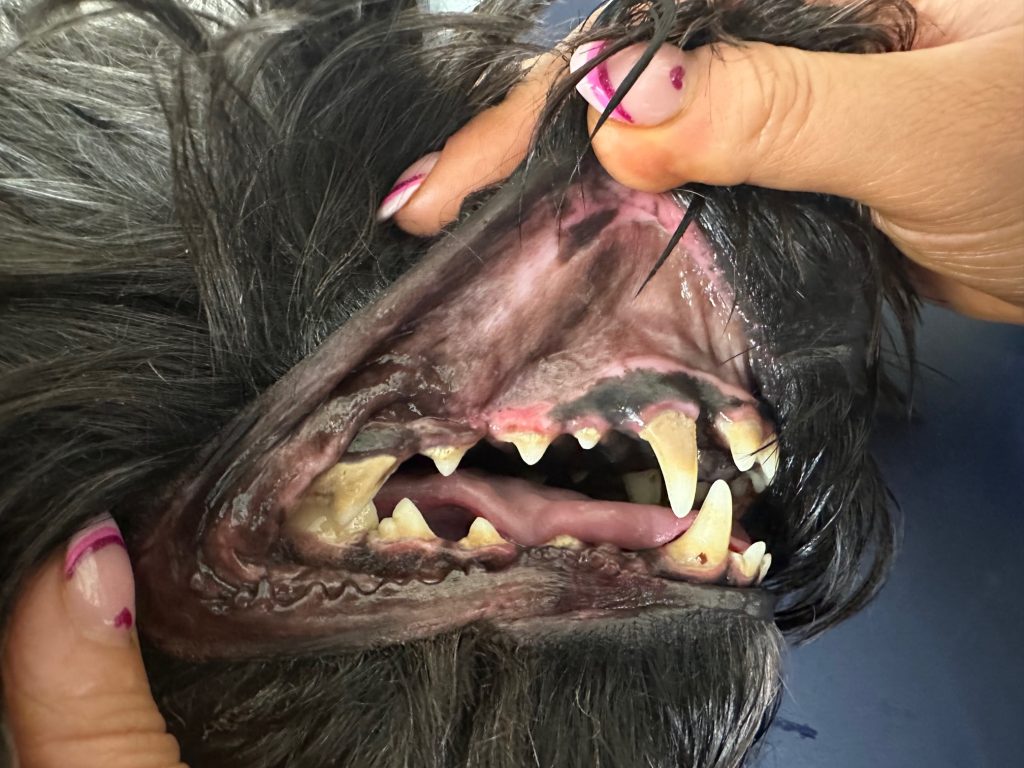 Raising dental health awareness | animal, Awareness, car, care, cat, dentist, disease, dog, dogs, food, health, pain, pet, pets, Time, x-ray | Wellcare World dental 1024x768 1 | Raising dental health awareness | Just as we have regular check ups at the dentist, it’s really important that pets’ teeth and gums are checked routinely to ensure our four legged companions are enjoying good periodontal health. We check pet oral health at annual vaccination appointments and at various other pet visits to the vets. However, as an owner, it’s worth knowing issues to look for that may require more of an impromptu trip to the vets! | Wellcare World | animal, Awareness, car, care, cat, dentist, disease, dog, dogs, food, health, pain, pet, pets, Time, x-ray