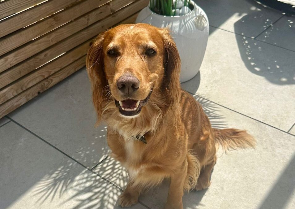 Special treats for Archie