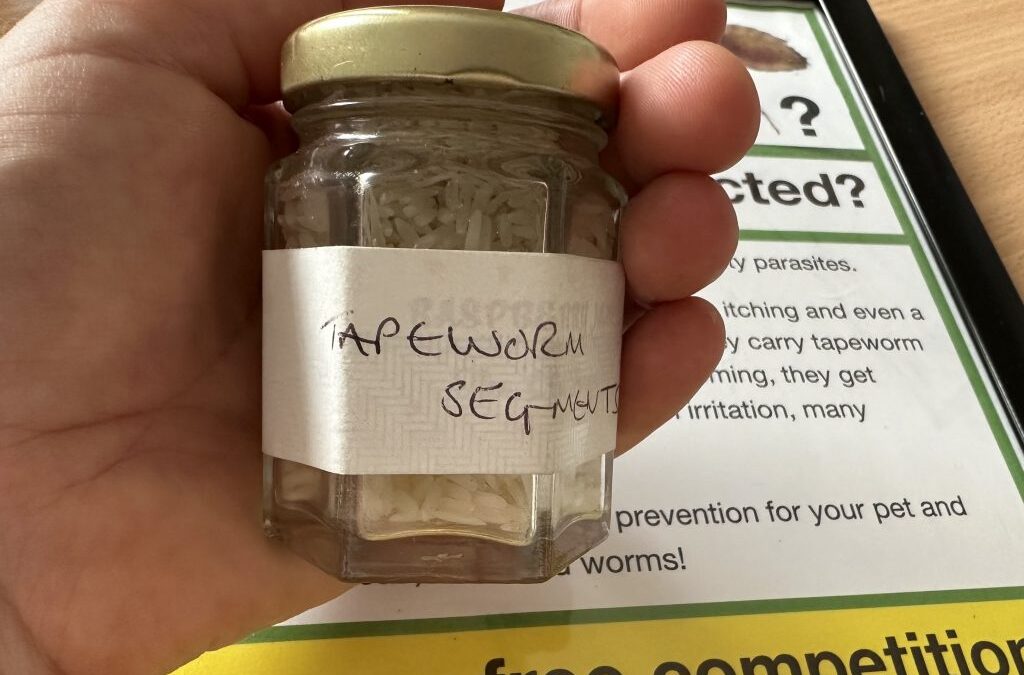 Chez Fest competition winners