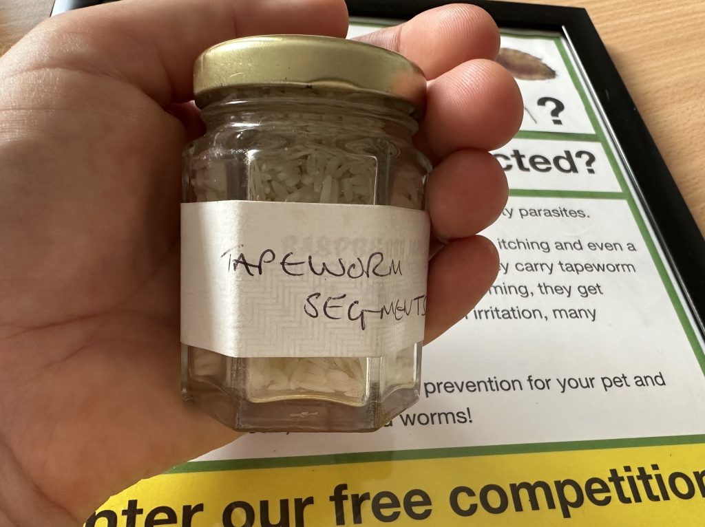 tapeworm 1024x766 1 | Chez Fest competition winners | We had a fab time at Chez Fest on Saturday and loved meeting everyone and saying hi to any four legged friends attending! A big thank you to those of you who entered our competition to guess how many tapeworm segments were in the jar. We used grains of rice to represent tapeworm as if an animal has the parasite, you’re likely to see rice-like deposits around their bottom and in their poo. These are actually segments of tapeworm that have broken off. And they are alive! Ugh! | Wellcare World | animal