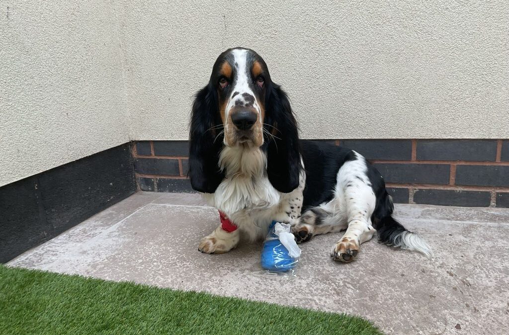 Passionate about canine in-patient wellbeing