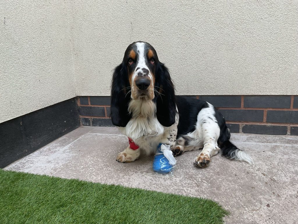 Bez 1024x768 1 | Passionate about canine in-patient wellbeing | As an accredited Dog Friendly Clinic with Dogs Trust and The British Veterinary Behaviour Association, we’re super keen to help make in-patient visits as stress-minimal as possible. We phone owners ahead of patient admit to go through a care plan which includes questions about pet preferences and behaviours so that we can adapt care in practice accordingly. We ask that pets bring items from home with them for comfort and the familiar smell of home. A favourite blanket and teddy is perfect. We’ll also ask if owners can provide a portion of their dog’s favourite food for post procedure. Whilst we’re happy to provide food, we find pets often prefer what they and their tummy are used to. We have raised water bowls for bigger breeds and older pets. | Wellcare World | car, care, cat, dog, dogs, food, health, pet, pets, space, WHO