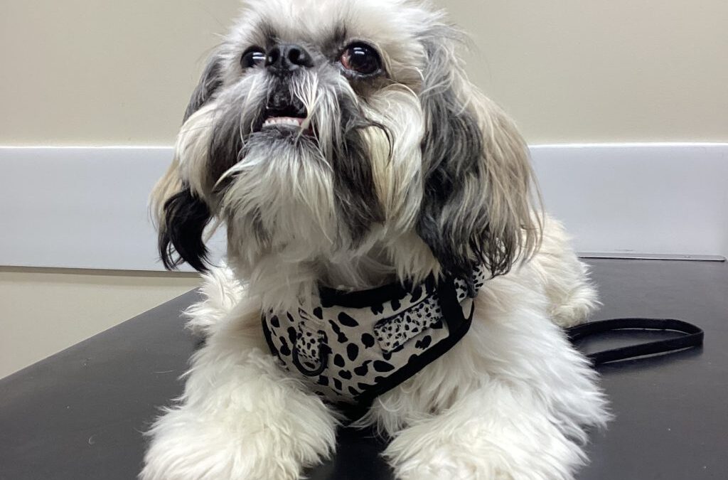 Beware of pesky grass seeds!