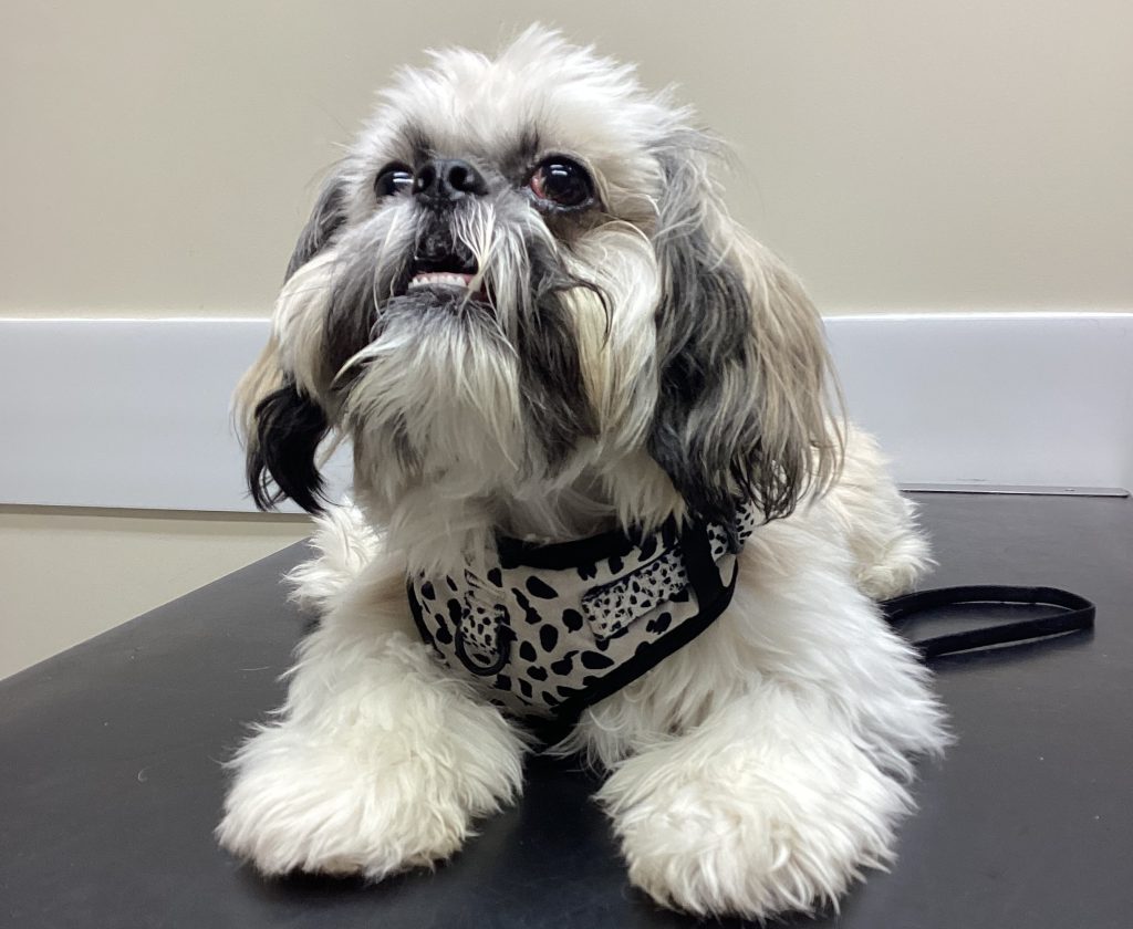 Milo 1 1024x840 1 | Beware of pesky grass seeds! | Summer time is fantastic for long days and lovely dry dog walks but do be mindful that if walking through meadows or other areas with long grass that it’s prime grass seed season. Grass awns are barbed and can easily become lodged in your pet’s fur and painfully hook into their skin. Common problem areas are ears and between the toes, but we’ve removed awns from noses, cheeks and even necks! | Wellcare World | ears