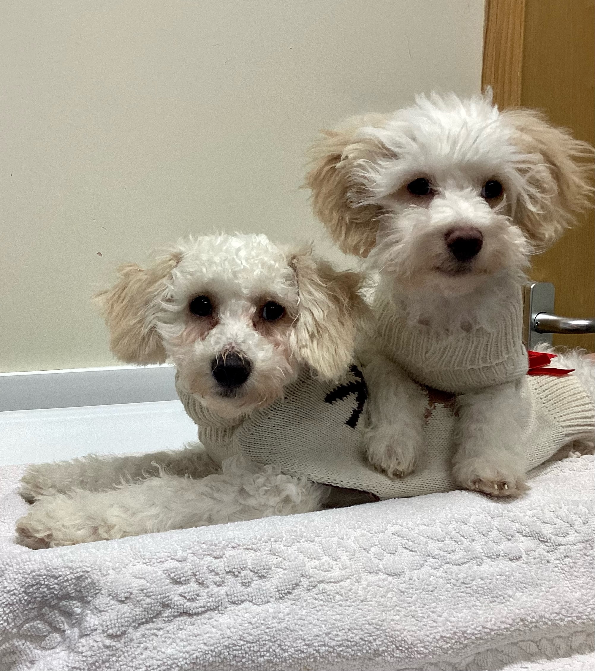 mocha and latte | Coffee time! | When 387 Vets is closed, we provide an out of hours emergency service through Pool House Veterinary Hospital in Lichfield. Please continue to ring 01922 411755 and follow the instructions. Are your pet’s symptoms a health emergency? Use VidiVet or our symptom checker to find out. | Wellcare World | Time