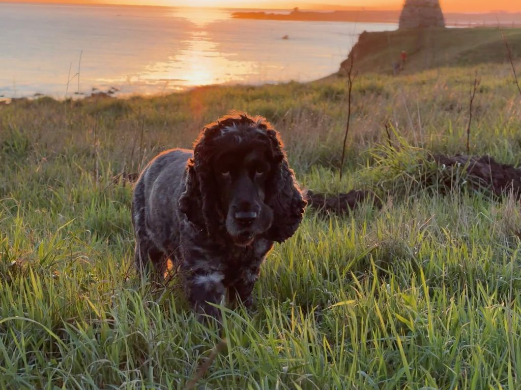 Dog new year 1024x768 1 | Happy new year! | We hope you and your pet family have fun celebrating New Year’s Eve, whatever you may be up to today! | Wellcare World | Communication