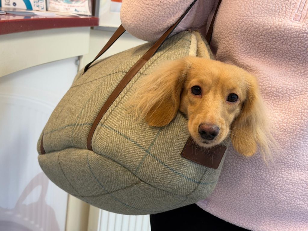 Frank 1024x768 1 | Feeling safe | Two year old dachshund Frank came in to see Hamish yesterday in this fabulous – and very cosy – pet carrier. Frank is quite an anxious pup, so feels much more secure travelling in his carry bag next to mum when he comes into practice. Definitely Frank’s happy place! | Wellcare World | car