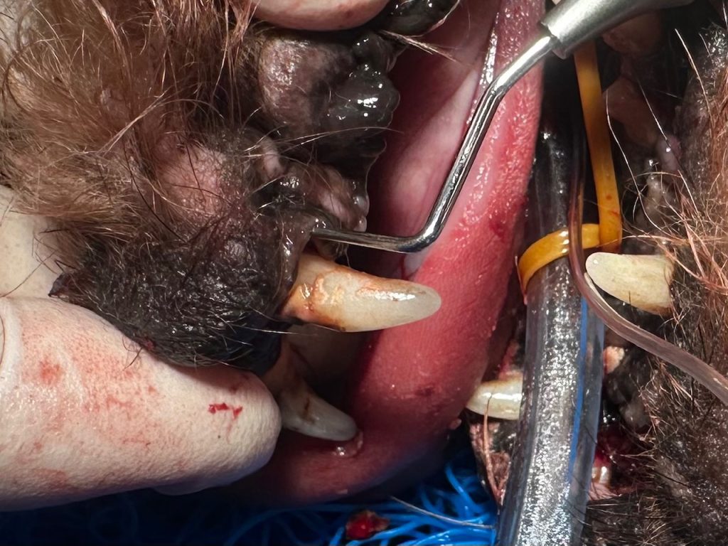 Toothache 1024x768 1 | Avoid tooth ache! | With the second week in February traditionally recognising National Tooth Ache Day, it’s important to remember that, just like us, our furry friends can get tooth ache too! If you notice your pet has smelly breath or is drooling, chewing on one side of their mouth, pawing at their mouth, eating more slowly or choosing to eat wet food over dry biscuit, it could be that they are suffering from some kind of dental or oral issue. There are many causes of dental and periodontal pain. These can include inflamed gums, tooth decay, broken or fractured teeth, damaged enamel, painful growths and, in cats, resorptive lesions, where teeth decay from the root upwards. Ouch! If you notice any of these symptoms, please do book your pet in for a dental examination with a vet as it’s likely your pet is in significant discomfort. | Wellcare World | cat