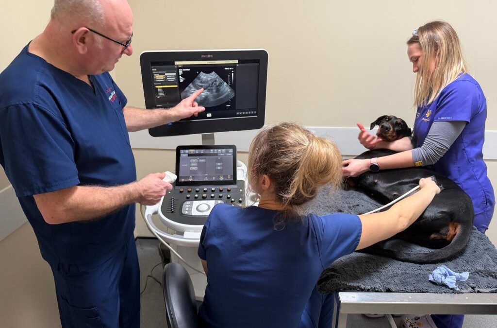Ultrasound training in practice
