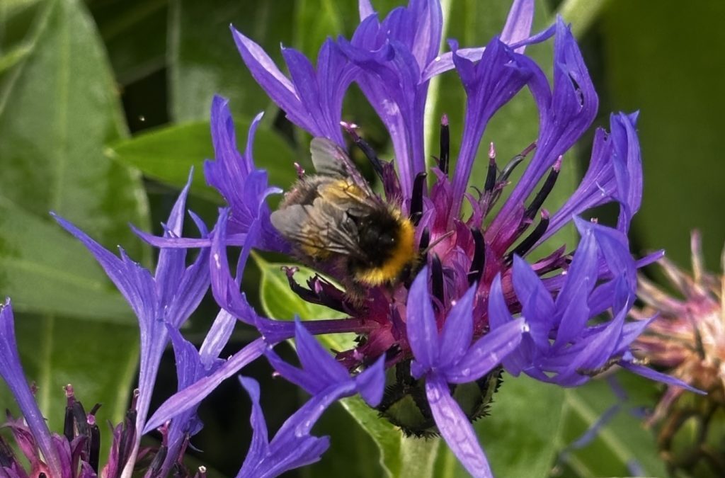 Happy World Bee Day!