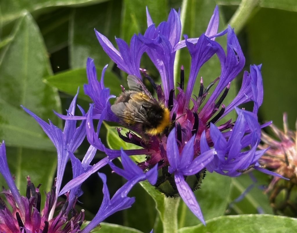 bee 1024x804 1 | Happy World Bee Day! | This was taken this morning! Happy World Bee Day to all the bees! As a Bee Friendly Practice with the British Bee Veterinary Association (BBVA), we’re particularly passionate about supporting bees and have planted lots of bee-friendly vegetation around our practice site to help sustain them throughout the year. With the disappearance of 97% of wildflower meadows in the UK, mostly through intensive agriculture and the associated use of herbicides and pesticides, any help communities can offer by planting bee and pollinator friendly plants in gardens or in public spaces for valuable nectar and pollen supply is becoming increasingly important. The Royal Horticultural Society have a great resource page on their website for pollinator-friendly planting inspiration! | Wellcare World | Love