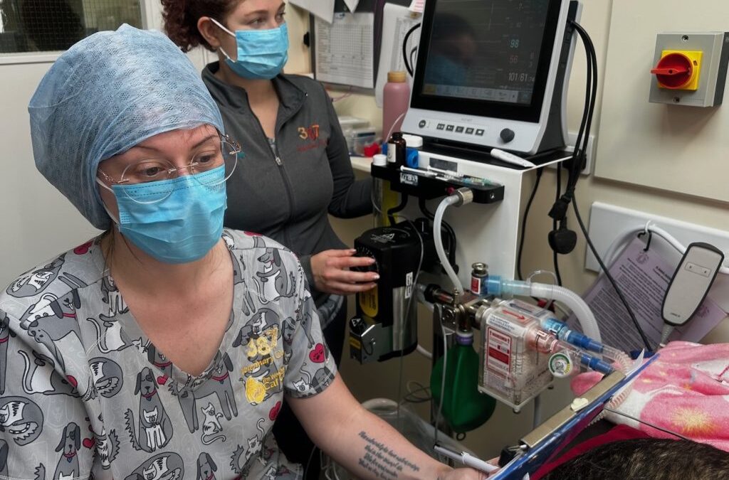 Three cheers for our veterinary nurses!