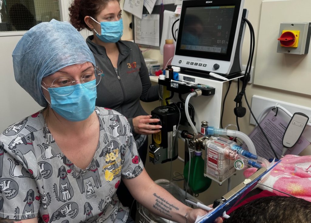 dental nursing 1024x734 1 | Three cheers for our veterinary nurses! | May is National Veterinary Nursing Awareness Month! At 387 Vets and The West Midlands Cat Clinic, we’re proud to have a 16-strong nursing team of 12 fully qualified Registered Veterinary Nurses and 4 student nurses at varying stages of their Level 3 Veterinary Nursing Diploma. This month, we’ll be showcasing our veterinary nursing team, their huge portfolio of skills and knowledge and the fantastic work they do in supporting owners as well as the health and well-being of people’s pets. Three cheers for our vet nurses! We love you all! | Wellcare World | Awareness