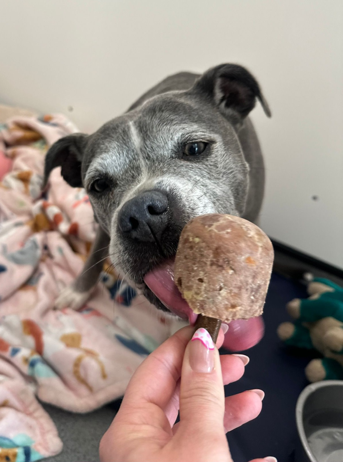 Luna Popsicle 1 | Cool and delicious! | When 387 Vets is closed, we provide an out of hours emergency service through Pool House Veterinary Hospital in Lichfield. Please continue to ring 01922 411755 and follow the instructions. Are your pet’s symptoms a health emergency? Use VidiVet or our symptom checker to find out. | Wellcare World | pet
