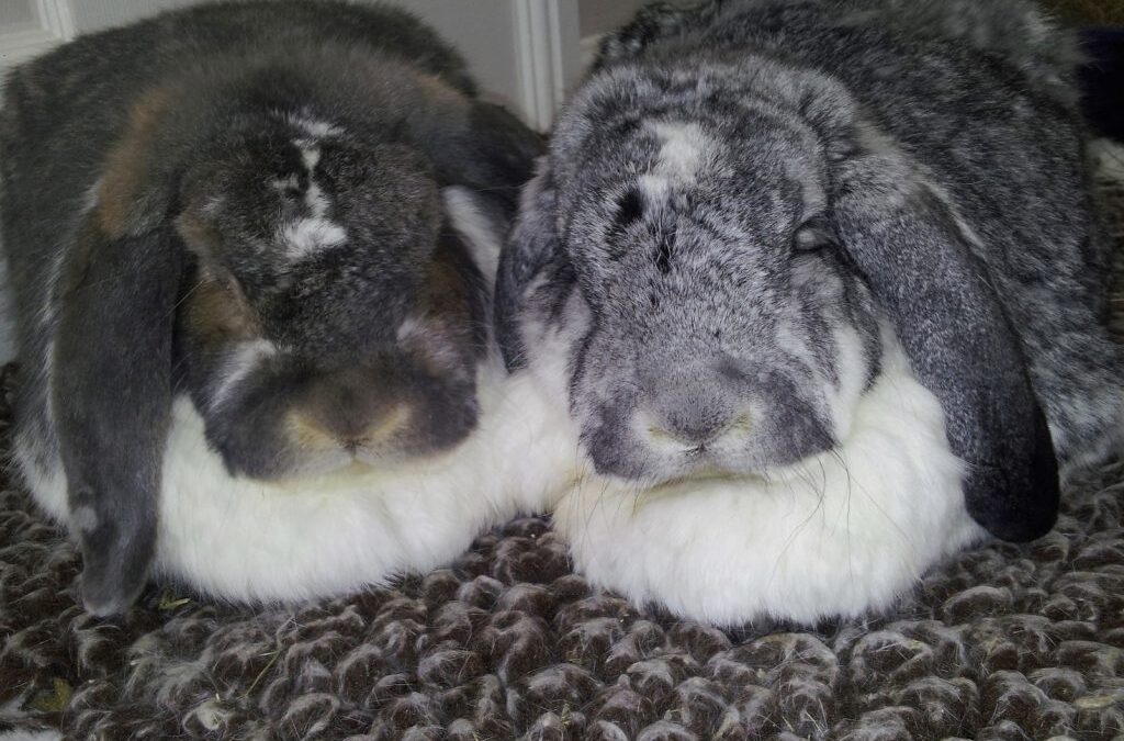 Free nurse-led rabbit health checks!