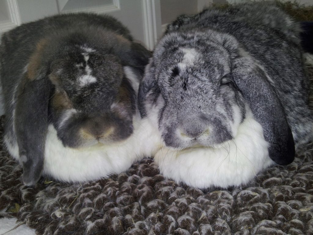 Rabbits 1024x768 1 | Free nurse-led rabbit health checks! | In support of Rabbit Awareness Week (22nd – 26th June 2026), we’re offering free nurse-led rabbit health checks at 387 Vets. Book your bunny in for a happy hoppy health MOT! As well as checking your rabbit is in great shape, we can offer lots of advice around how best to meet a rabbit’s five welfare needs: environment, diet, behaviour, company and health. | Wellcare World | Support