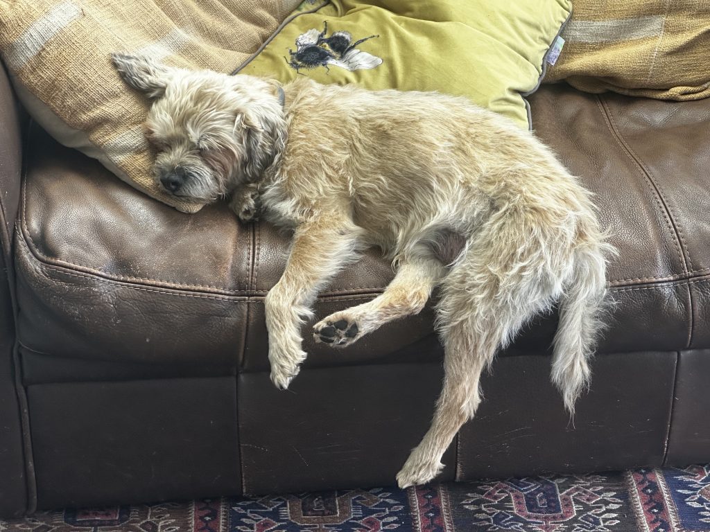 Stovies BH 1024x768 1 | Happy August Bank Holiday! | We hope you and your pets are having a relaxing bank holiday weekend! | Wellcare World | aging